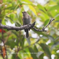 Petroica rosea (Rose Robin) at Morton National Park - 26 Feb 2018 by Charles Dove