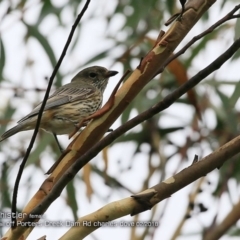 Rhipidura rufifrons (Rufous Fantail) at Morton National Park - 20 Feb 2018 by Charles Dove