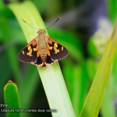 Trapezites symmomus (Splendid Ochre) at Ulladulla Reserves Bushcare - 26 Feb 2018 by CharlesDove