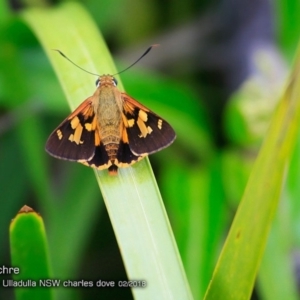 Trapezites symmomus at Ulladulla Reserves Bushcare - 26 Feb 2018 12:00 AM