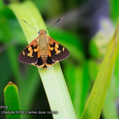 Trapezites symmomus (Splendid Ochre) at Ulladulla Reserves Bushcare - 26 Feb 2018 by CharlesDove