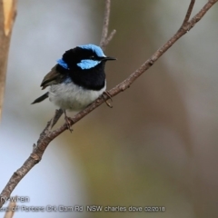 Malurus cyaneus (Superb Fairywren) at Morton National Park - 21 Feb 2018 by CharlesDove