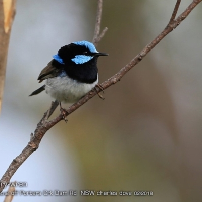 Malurus cyaneus (Superb Fairywren) at Morton National Park - 20 Feb 2018 by Charles Dove