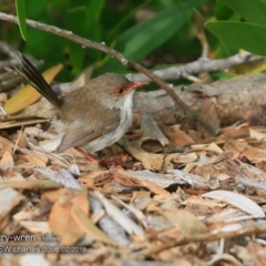 Malurus cyaneus at Morton National Park - 21 Feb 2018