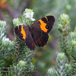 Tisiphone abeona at Ulladulla Reserves Bushcare - 27 Feb 2018