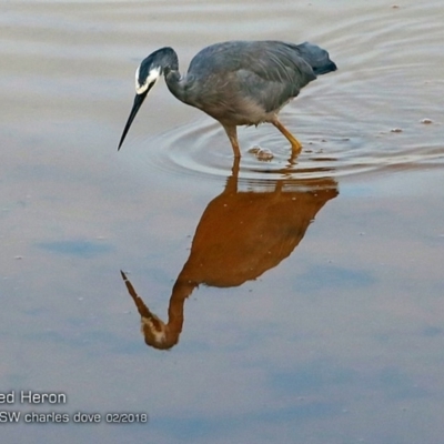 Egretta novaehollandiae (White-faced Heron) at Undefined - 28 Feb 2018 by CharlesDove