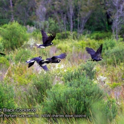 Zanda funerea (Yellow-tailed Black-Cockatoo) at Morton National Park - 23 Feb 2018 by CharlesDove