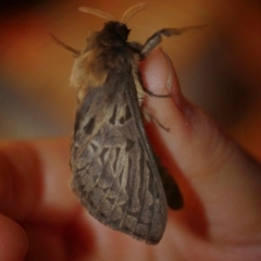 Oxycanus antipoda (Late Oxycanus) at QPRC LGA - 12 May 2018 by alex_watt