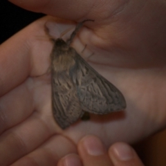 Oxycanus antipoda at Burra, NSW - 13 May 2018