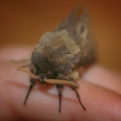 Oxycanus antipoda at Burra, NSW - 13 May 2018