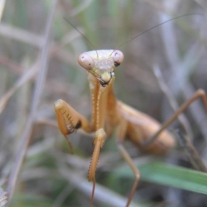 Pseudomantis albofimbriata at Kambah, ACT - 13 May 2018 12:17 PM