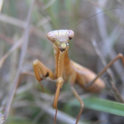 Pseudomantis albofimbriata (False garden mantis) at Kambah, ACT - 13 May 2018 by MatthewFrawley