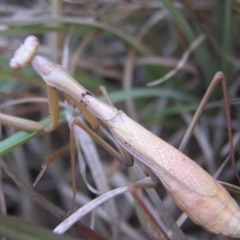 Pseudomantis albofimbriata at Kambah, ACT - 13 May 2018