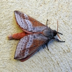 Oxycanus (genus) (Unidentified Oxycanus moths) at National Zoo and Aquarium - 14 May 2018 by RodDeb