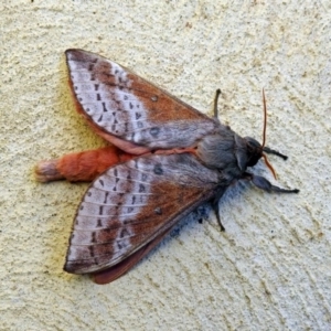 Oxycanus (genus) at Molonglo Valley, ACT - 14 May 2018 11:45 AM