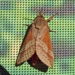 Oxycanus (genus) at Molonglo Valley, ACT - 14 May 2018