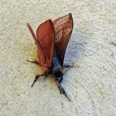 Oxycanus (genus) at Molonglo Valley, ACT - 14 May 2018