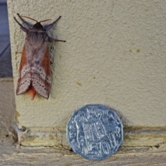 Oxycanus (genus) at Molonglo Valley, ACT - 14 May 2018 11:45 AM