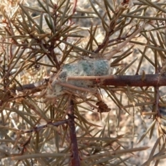 Unverified Spider at Fraser, ACT - 21 Apr 2018 by Rosie