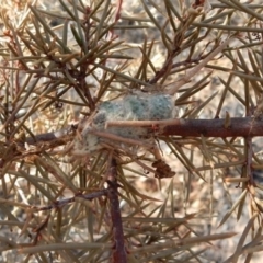 Unidentified Spider (Araneae) at Mount Rogers - 20 Apr 2018 by Rosie