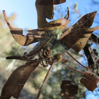 Unidentified Spider (Araneae) at Fraser, ACT - 14 May 2018 by Rosie