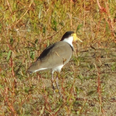 Vanellus miles (Masked Lapwing) at Point Hut to Tharwa - 9 Apr 2018 by michaelb