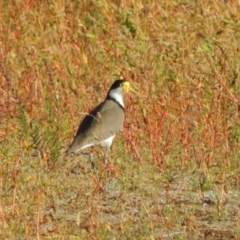 Vanellus miles at Paddys River, ACT - 9 Apr 2018