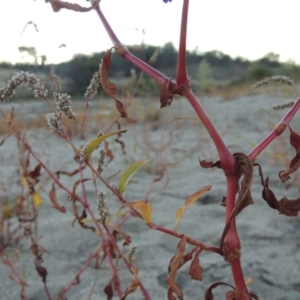 Persicaria lapathifolia at Point Hut to Tharwa - 9 Apr 2018