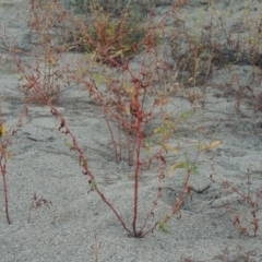 Persicaria lapathifolia at Point Hut to Tharwa - 9 Apr 2018