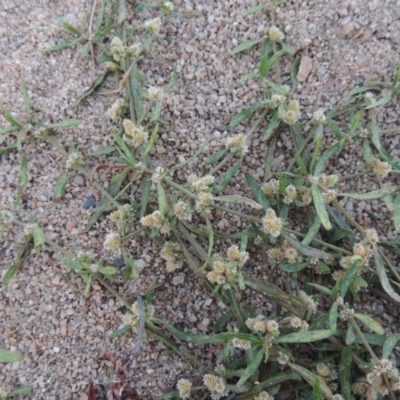 Alternanthera denticulata (Lesser Joyweed) at Point Hut to Tharwa - 9 Apr 2018 by michaelb