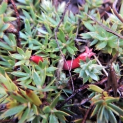 Styphelia humifusum (Cranberry Heath) at Cook, ACT - 12 May 2018 by CathB