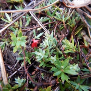 Styphelia humifusum at Cook, ACT - 12 May 2018