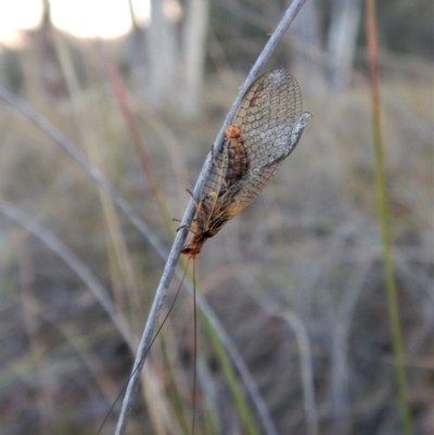 Chrysopidae (family) (Unidentified Green lacewing) at Mount Painter - 13 May 2018 by CathB