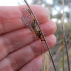 Chrysopidae (family) at Cook, ACT - 13 May 2018 04:58 PM