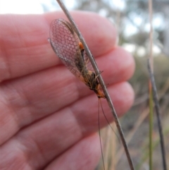 Chrysopidae (family) at Cook, ACT - 13 May 2018