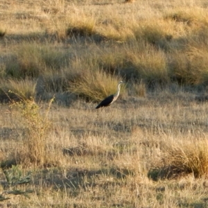 Ardea pacifica at Belconnen, ACT - 8 May 2018 04:35 PM