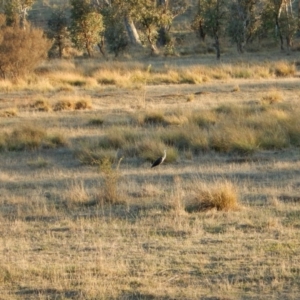 Ardea pacifica at Belconnen, ACT - 8 May 2018