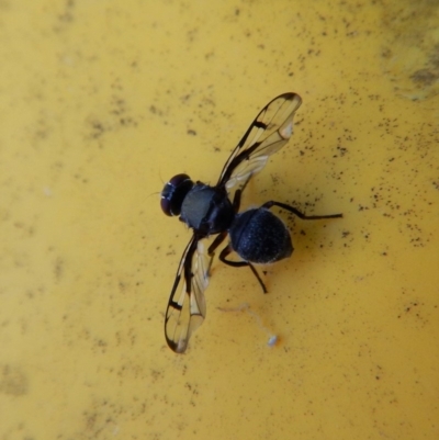 Pogonortalis doclea (Boatman fly) at Cook, ACT - 28 Apr 2018 by CathB