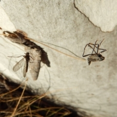 Boreoides subulatus (Wingless Soldier Fly) at Mount Painter - 28 Apr 2018 by CathB