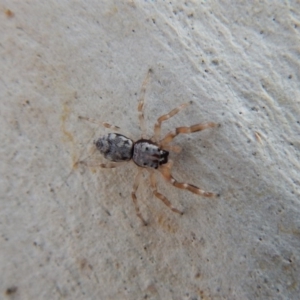 Arasia mollicoma at Belconnen, ACT - 27 Apr 2018 03:34 PM