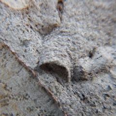 Arasia mollicoma at Belconnen, ACT - 27 Apr 2018 03:34 PM