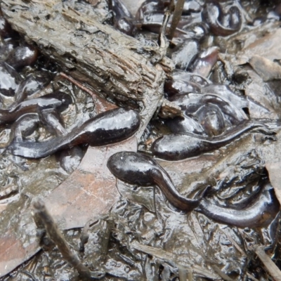 Unverified Frog at Mount Painter - 30 Apr 2018 by CathB