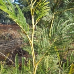 Acacia decurrens (Green Wattle) at Isaacs Ridge and Nearby - 15 May 2018 by Mike