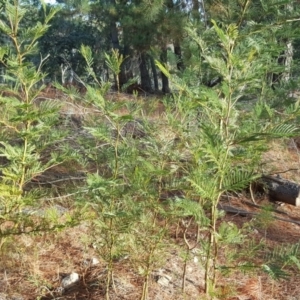 Acacia decurrens at Jerrabomberra, ACT - 15 May 2018