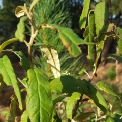 Olearia lirata at Jerrabomberra, ACT - 15 May 2018