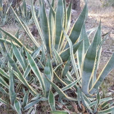 Agave americana (Century Plant) at Isaacs Ridge and Nearby - 15 May 2018 by Mike