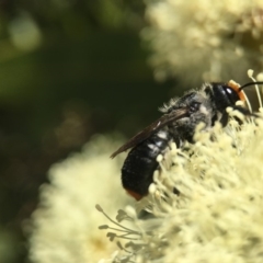 Megachile erythropyga (Resin Bee) at ANBG - 9 Mar 2018 by PeterA