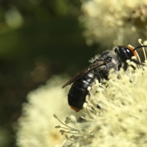 Megachile erythropyga at Acton, ACT - 9 Mar 2018