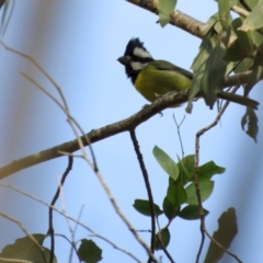 Falcunculus frontatus (Crested Shrike-tit) at Pambula, NSW - 15 May 2018 by LizAllen