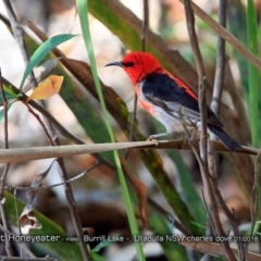 Myzomela sanguinolenta (Scarlet Honeyeater) at Meroo National Park - 15 Jan 2018 by CharlesDove